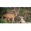 How to Plan an Exciting Holiday in Ranthambore?