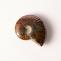 Polished Madagascar Opalized Ammonite Fossil - Tree of Life Gems