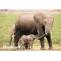 Wildlife Elephant Export South Africa - African Wildlife Exports