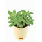 Indoor Plants - Buy Best Indoor/Interior Home Plants Online in India