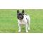 French Bulldog Puppies for Sale NYC | Central Park Puppies