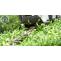 Garden Clearance | Garden Clearance near me