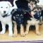 German Shepherd Puppies For Sale | Healthy Male &amp; Female Puppies