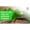 Giloy uses - How to use Giloy for different Diseases?