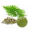 moringa powder, moringa leaf powder, organic moringa powder, buy moringa powder, organic herbs wholesale, bulk herbs wholesale, herbal wholesalers