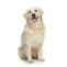 Article to Know on cheapest pet shop in lucknow and Why it is Trending?