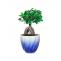 Bonsai plant online