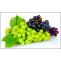 Angoor (Vitis Vinifera) - Grapes Uses, Benefits, Properties &amp; Dosage