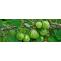 Growing Gooseberries: Know How to Plant and Prune the Savoring Fruit