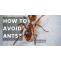 How to Avoid Ants? - Article Cluster