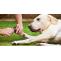 How to Cut Your Labrador&#039;s Nails - Love Lab World