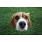 How To Groom Beagle – Know Their Daily, Weekly, And Monthly Regime! - DogExpress