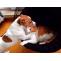 The Way Your Dog Can Like Your Cat | DogExpress |