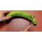 How to Keep Plantains Green Longer - Best Product Hunter