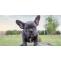 What is the Ideal Weight of the French Bulldog? | DogExpress