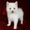 Micro Pomsky puppy-Arthur - Pets Shopping Online Pomsky | micro pomsk