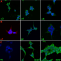 Immunofluorescence Assays - Creative Bioarray