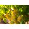 Indulge in a Riesling Wine Dessert – A Sweet Celebration of the Yarra Valley - Chauffeur Drive, Melbourne, Yarra Valley