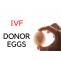 IVF with Donor Eggs Cost, Success Rate and Procedure in India | Pearson News Press