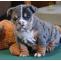 Buy English Bulldog Puppy - Daisy - Pets Shopping Online