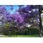 Best Spots to Admirable Jacaranda Blooming Season in Sydney