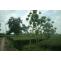tea manufacturers in india