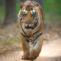 Tiger Safari India - Tiger Safari Tours in Indian National Parks