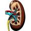  Triggers and Risk Factors for Kidney Stones - All Health Clue 