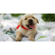How Much A Labrador Puppy Costs In India? | DogExpress