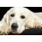 When Do Labs Stop Growing &amp; Weight Gaining - Growth Chart