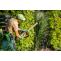 Landscape Services in Vancouver Improve the Look of Your Home