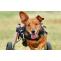 Why Your Doggie Needs A Dog Wheelchairs