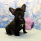 Linzy | French Bulldog puppy | Buy French Bulldog online | French Bulldog