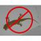 Lizard Repellent Services in Chandigarh, Panchkula, Mohali, Zirakpur, Patiala, Ludhiana | 9888995920