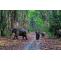 jim corbett national park resort package | Corbett the baagh