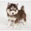 Pomsky for sale-Mandy | pomsky | pomsky for sale | pomskies puppy