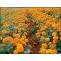 Marigold (Tagetes erecta) - Genda uses, benefits and Ayurveda Properties