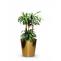 Indoor plants  Dubai | Sonya Plants