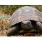 Tortoises Advice and Care