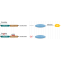 miRNA Luciferase Reporter Assay - Creative Biogene IntegrateRNA