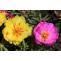 How To Grow And Care For Moss Rose- A Complete Guide 