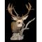 Deer Antler Mounts