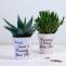 Beat The Heat With These Mothers Day Plants - shopattalash.over-blog.com