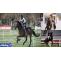 Olympic Paris: Three equestrians competing for valuable quota spot for Paris 2024 - Rugby World Cup Tickets | Olympics Tickets | British Open Tickets | Ryder Cup Tickets | Women Football World Cup Tickets