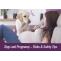 Dogs & Pregnancy | Risks and Safety Tips | Ourpetwarehouse