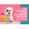 The Ultimate Guide to Summer Skin Care for Pets