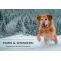 Paws & Whiskers: Common Winter Ailments