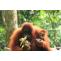 gunung leuser national park animals