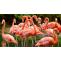 Where to See Flamingos in the Wild? 8 Places to Consider