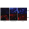 Preliminary Analysis Service of 6mA in C. elegans - Creative Biogene